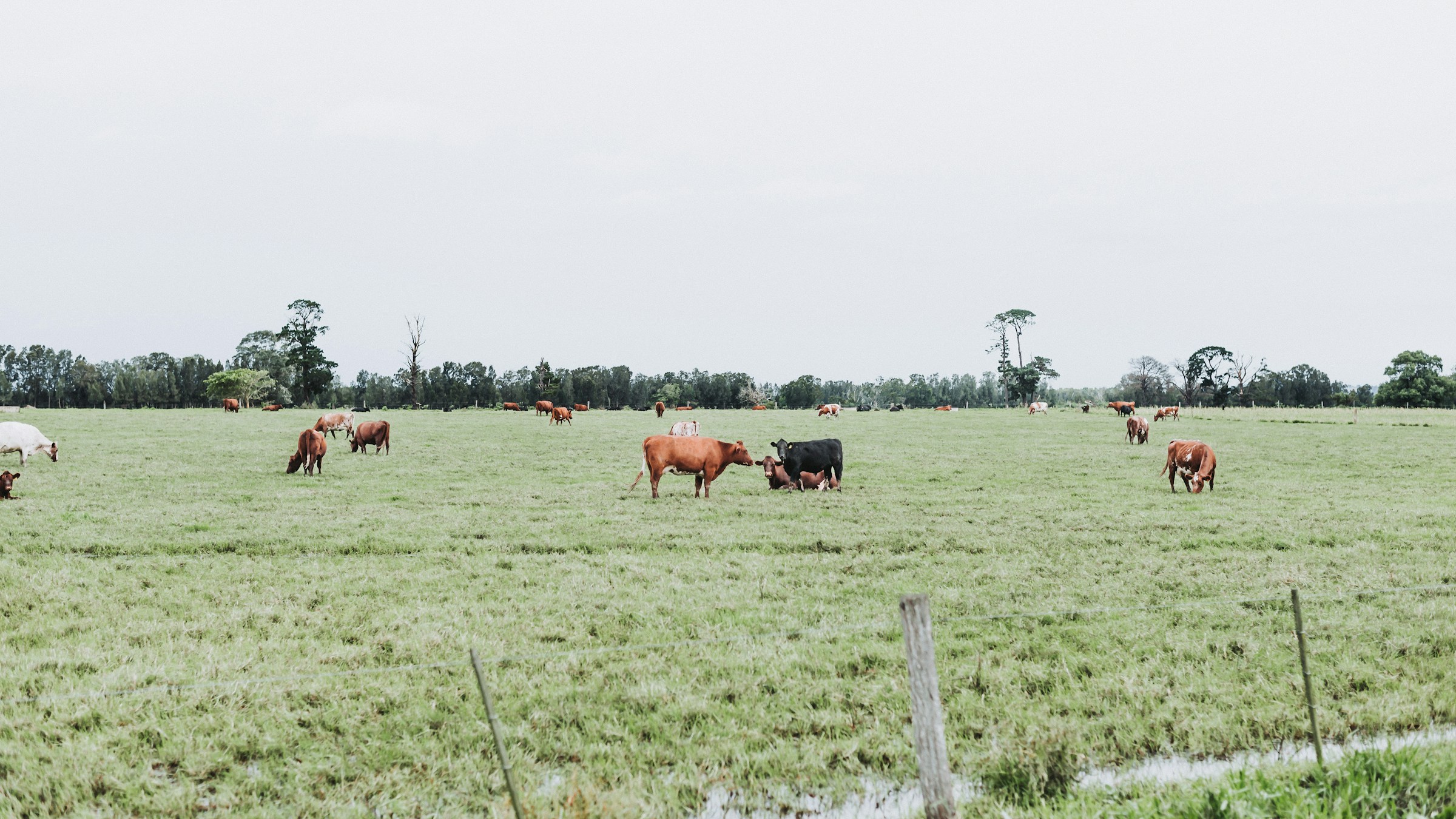 Cattle grazing across green pasture in Gerroa, Australia.